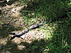 Click image for larger version. 

Name:	126. Another Cool Snake at Stecoah Gap.jpg 
Views:	354 
Size:	715.4 KB 
ID:	18316