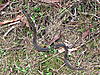 Click image for larger version. 

Name:	88. Cool Looking Snake.jpg 
Views:	346 
Size:	785.3 KB 
ID:	18318