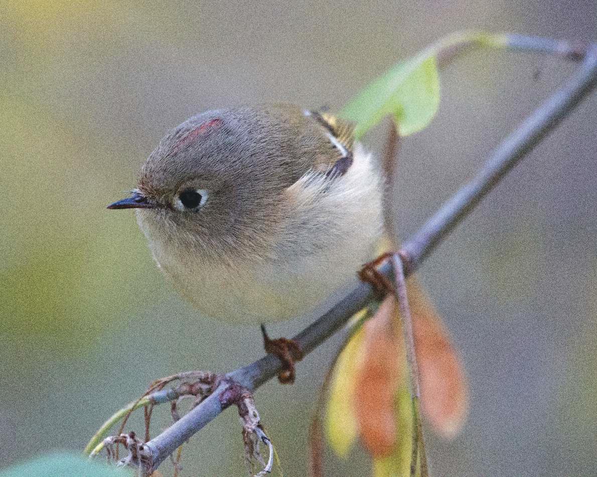 "Bare-naked birding" (without binoculars) is a great way to push your birding skills. But having a tiny pair of pocket binoculars gives you the option of a closer look, for example, to notice the hint of red on the crown of this Ruby-crowned Kinglet. Photo by © Laura Erickson.